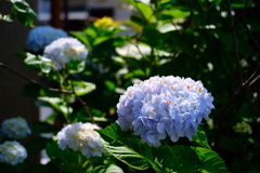 紫陽花の季節ですね。