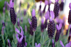 フレンチラベンダー