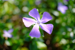 ツルニチニチソウ