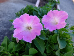 プランターの花