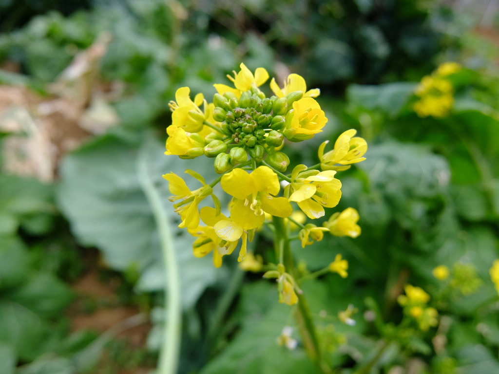 菜の花