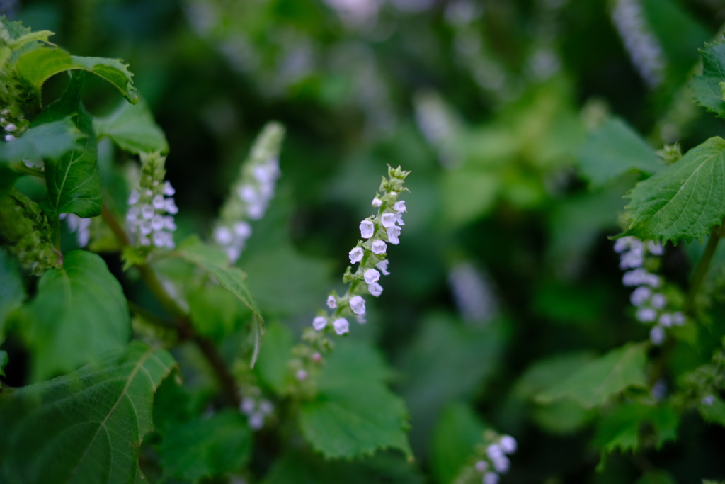 青紫蘇の花