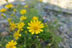 ひっそりと咲いてます。