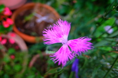 蝶々みたいな花