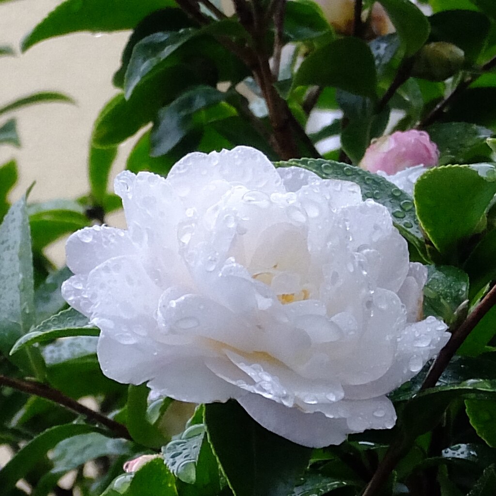 雨に濡れた白い椿