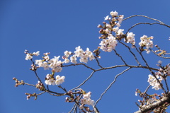 満開が楽しみ。