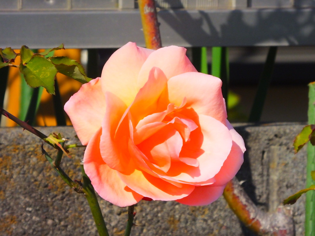 薔薇