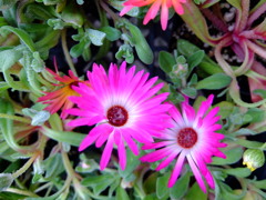 リビングストンデージー