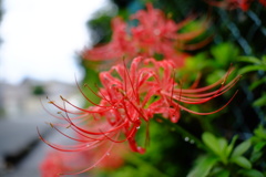雨上がりの彼岸花
