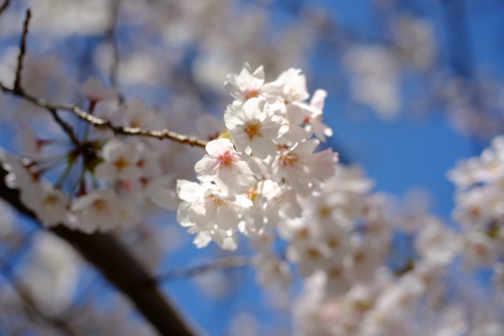 今日は桜の日