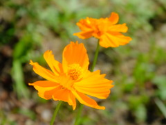 キバナコスモス