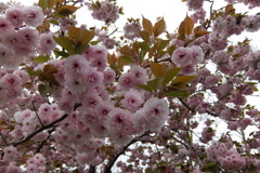牡丹桜