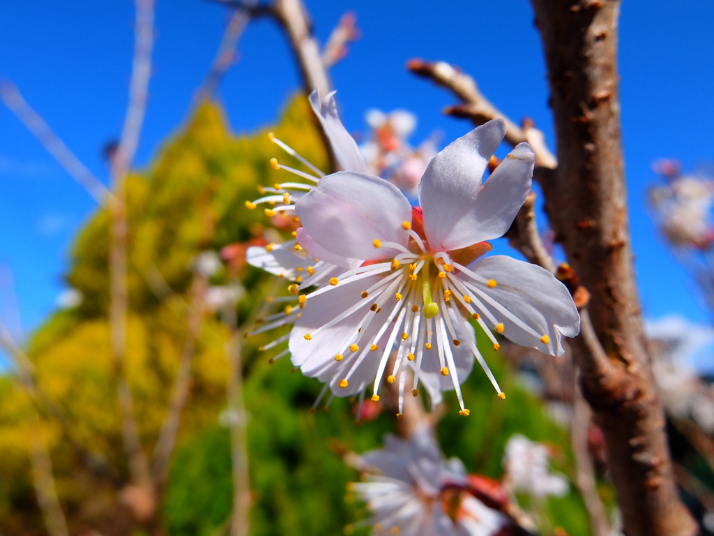 暁桜