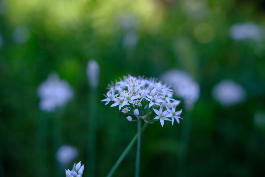ニラの花