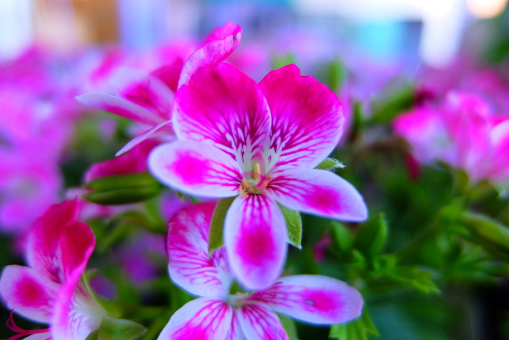 ペラルゴニウム