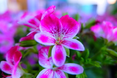 ペラルゴニウム