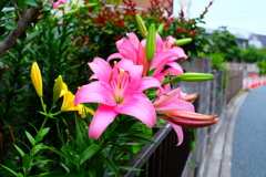 ピンクのユリ