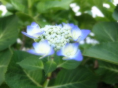 アジサイ