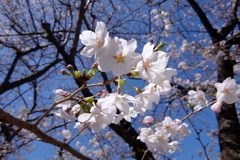 サクラが見頃です。