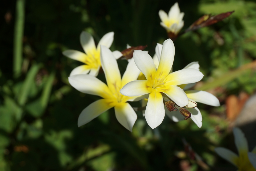 タマスダレかな？