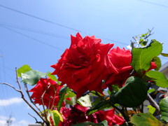 赤い薔薇と青い空