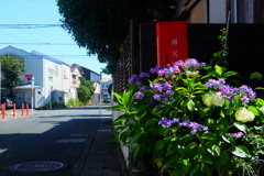 紫陽花のある街角