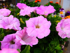 陽気に誘われて。