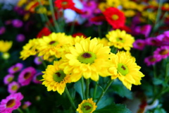 エクセレントマムピコ