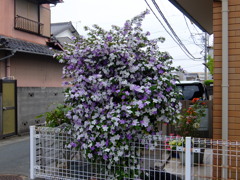 ニオイバンマツリ