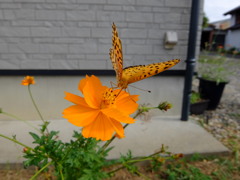 蜜が美味しいな～