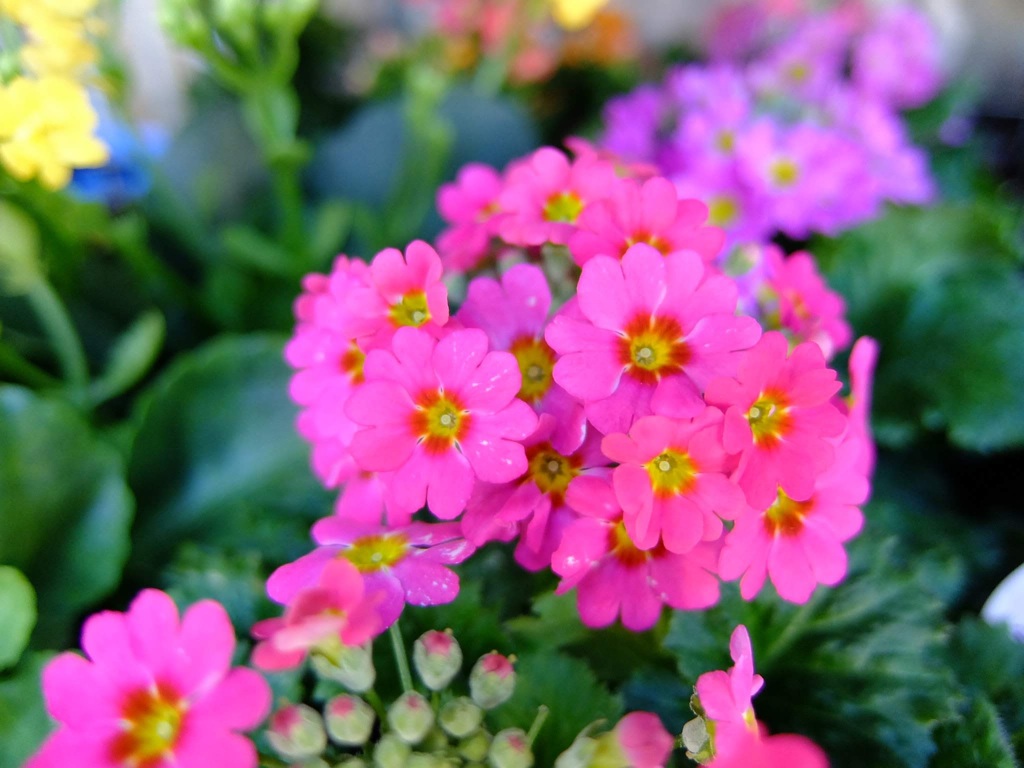 プリムラマラコイデス