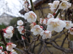 春はもうすぐ。