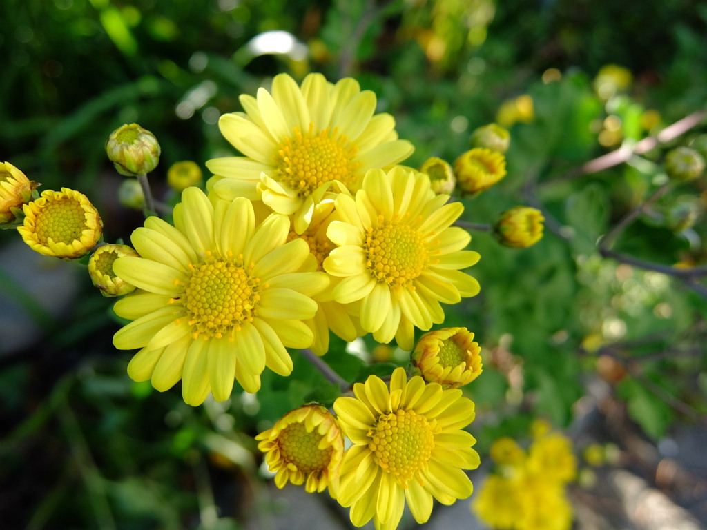 野菊