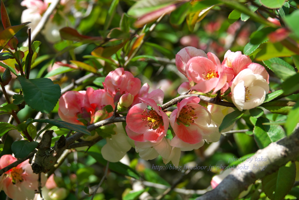 明月院（あじさい寺）の木瓜の花