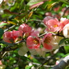 明月院（あじさい寺）の木瓜の花