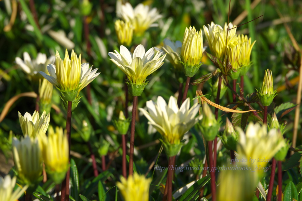 5月の花