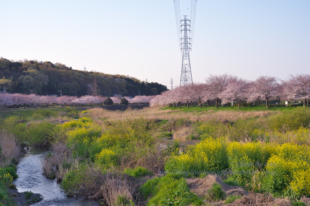 引地川親水公園の朝