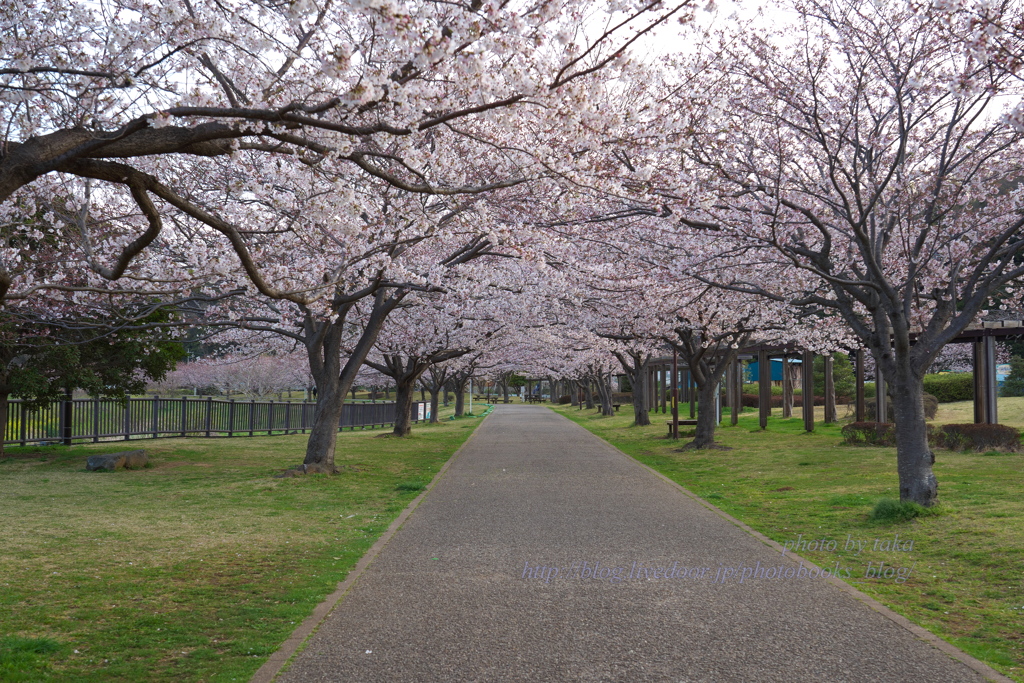 日の出前の桜並木～引地川親水公園