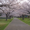 日の出前の桜並木～引地川親水公園