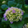 紫陽花～いよいよ本格的に咲き始めましたね