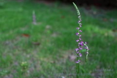 季節の花々～これは？