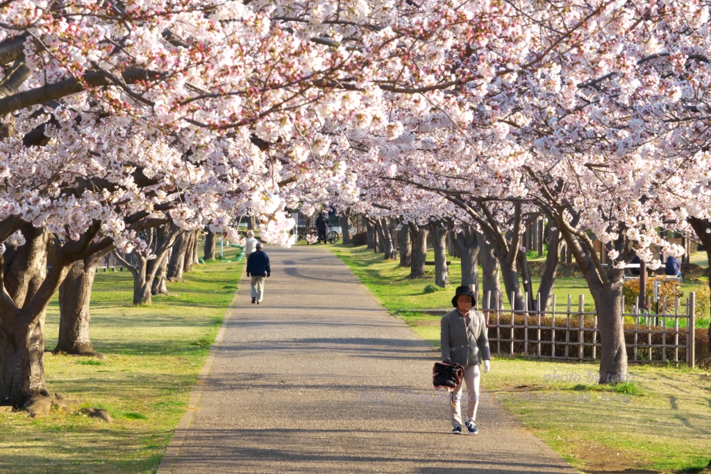 親水公園の桜並木で散歩