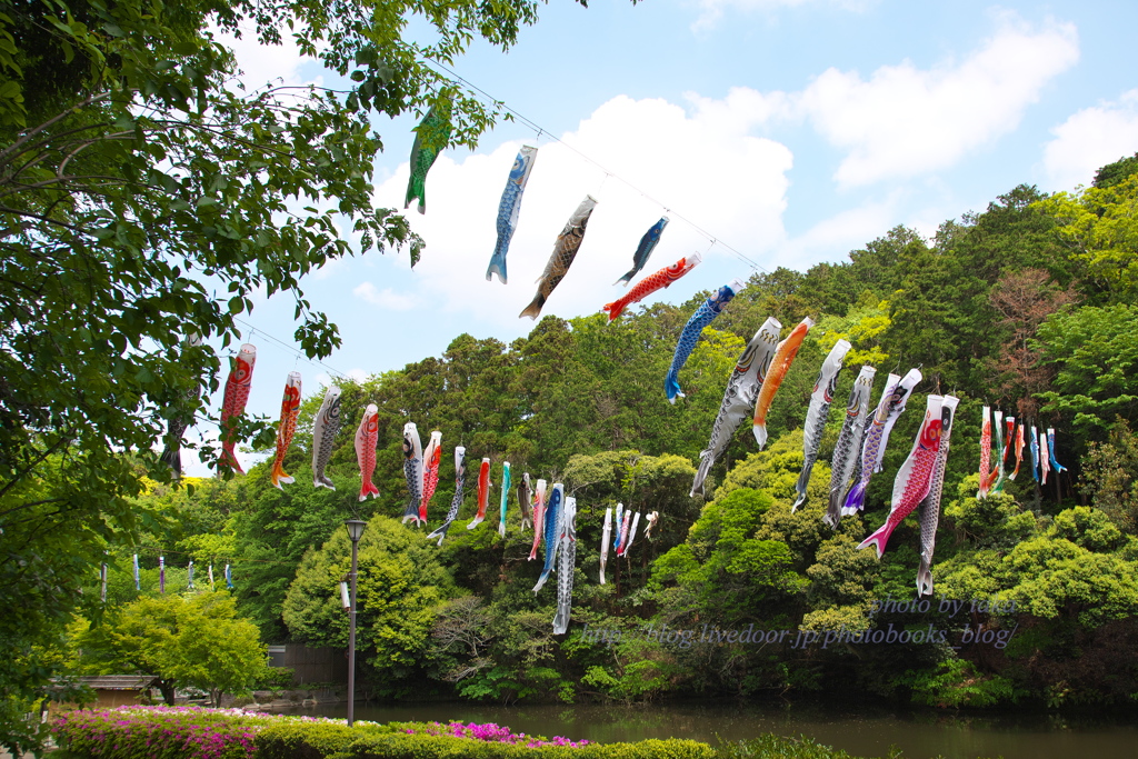 鯉のぼり①～公園の風景