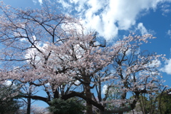 上野恩賜公園の桜