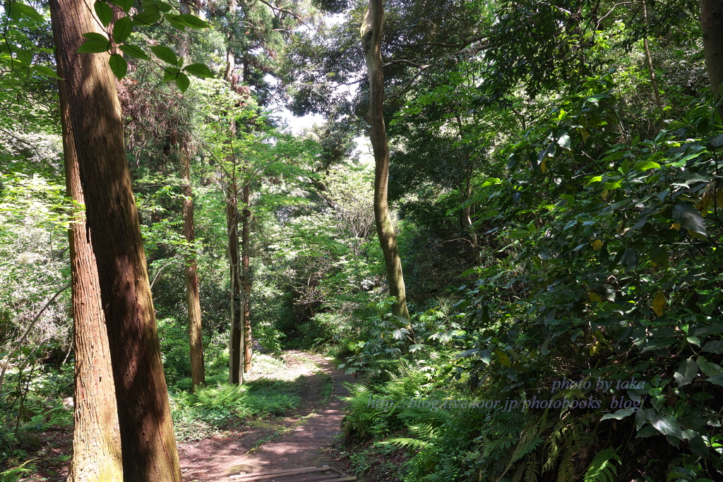 森の散歩道～鎌倉山にて