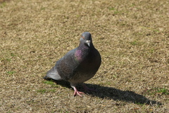 ポーズ