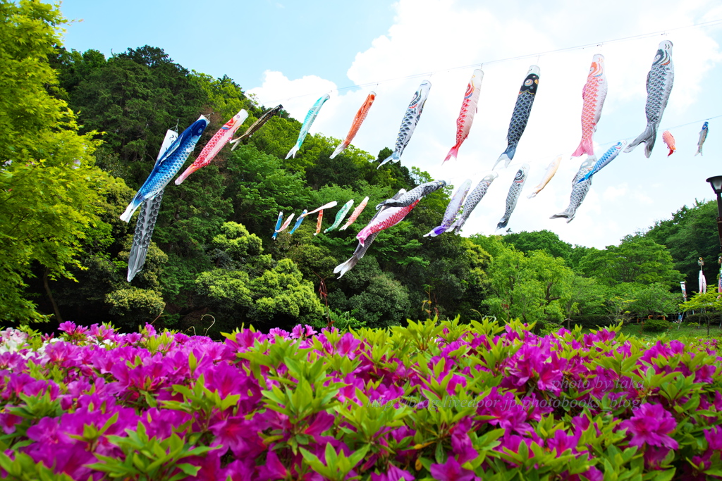 こどもの日①～公園の風景