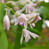 5月の花その２