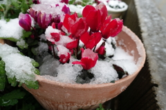 春分の日の降雪
