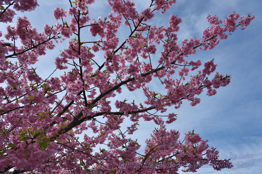 河津桜～三浦海岸さくら祭り